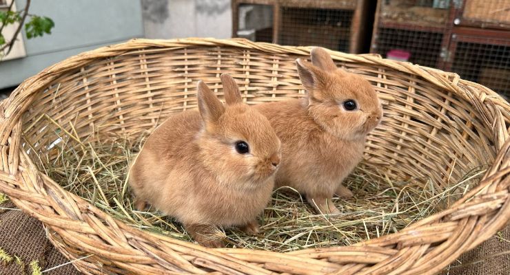 Bolu Büyümeyen Tavşan