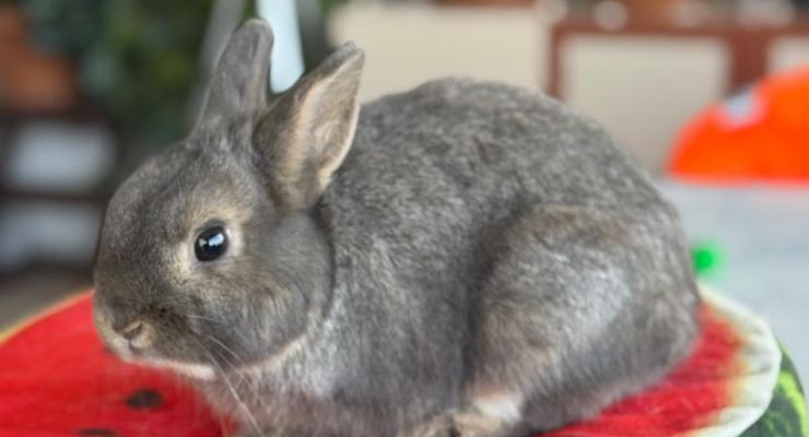 Bolu Ev Tavşanı