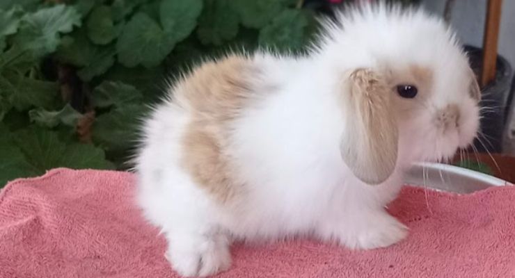 Bolu Hollanda Lop Tavşan